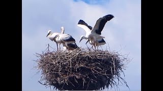 Аистята подросли.  Учатся летать. The storks are grows up. Learn to fly.