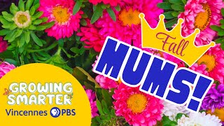 Mums! The Queen of Fall Flowers | Growing Smarter