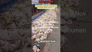 4000 Ekor Ayam Terendam Banjir ☝❗❗#shorts #videoshort #viralvideo