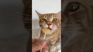 Cat lollipop treat 🍭