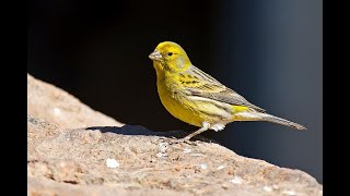 Suara Burung Canary Gacor dengan Alunan Air untuk Pancingan Kenari Macet