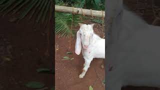 goat farming (for sale)