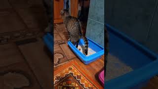 cat pooping #shorts #cats #youtube #funnyvideo #ASMR