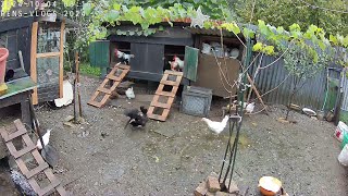 Hens VLOG LIVE : 5.10.2024 🦃🐔🐓