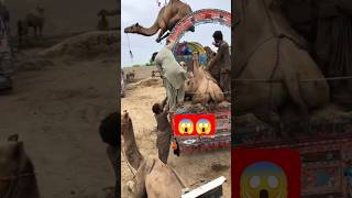 #camel #youtubeshorts #birds #camells #youtubevideos #ytshorts