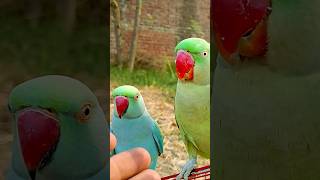 #parrotsinging #parrot #naturalsounds #birds #parrotsounds #greencolor #singingparrot