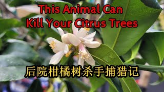 This Animal Really Can Kill Your Citrus Trees | Container-grown Citrus Trees Killer (后院柑橘树杀手捕猎记)