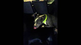 Cane corso and Pitbull playing