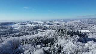 Forest Snow Trees