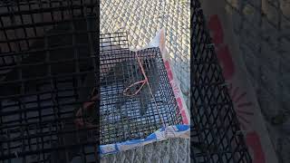 Releasing my aggressive Gambel Quails #california #birds #birdlovers #birdwatching #short