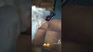 it's so funny🤣🐾 #shorts #goldenretriever #dog #memes #funny #love #tiktok #video #cute #animals