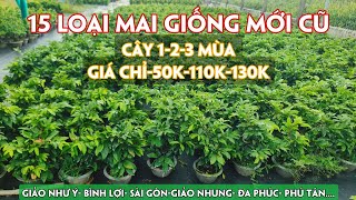 08/08.15 Loại Mai Ghép 1-2-3 Mùa Chơi Tết, Lấy Bo, Trồng Đất, Cây Đẹp Bình Dân.☎Trang 0971.118.064