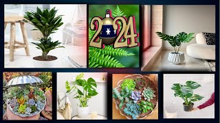 Must have these plants for the new year /lucky plants 2024