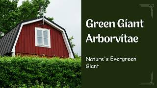 Green Giants in Your Garden: Exploring Arborvitae Grandeur