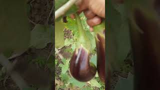 Eggplant 🍆/ Brinjal/Farm fresh Eggplant plucking #viral #shorts