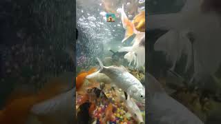 Beautiful Fish #fish #aquarium #goldfish #shark #shorts #viral #trending