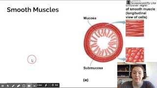 Muscular System - Intro and Types of Muscular Tissue