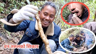 वन तरुलको सिकार ।। Yam Pee ।। Maghi Parva @EverestFaceTV