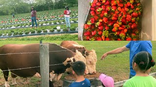 Strawberry picking (Family Fun Vlog) Georgia Farm [kids Fun]