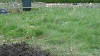 First day at the allotment