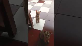 kucing imut #kucinggemes #kucinglucu #anakkucinglucu #shorts