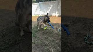 Charlie plays fetch #shorts #germanshepherdpuppy #viraldogsvideos #cutedogs #1kviews #subscribe