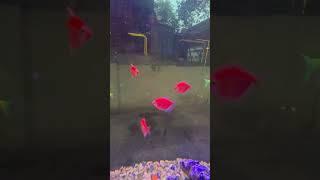 👀Treat for eyes🐟🐠colourfulfishes#trendingshorts #fishvlogs #shortvideo