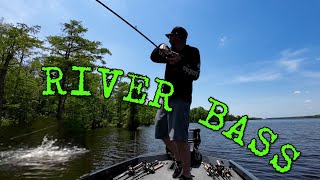 Summer Time Bass Fishing On The Chowan River