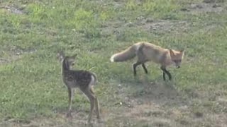 Fox and Fawn