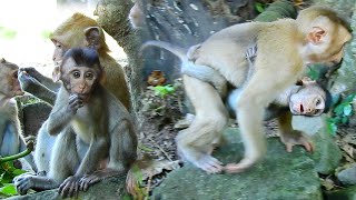 Poor abandoned monkey Rollo is happy and very active with other member in group