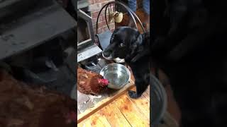 Dog and Chicken share water bowl CUTENESS OVERLOAD!!