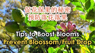 Tips to Boost Blooms in Your Fruit Tree | How to Prevent Bloom Drop & Fruit Drop (果树如何促花保果提高坐果率)