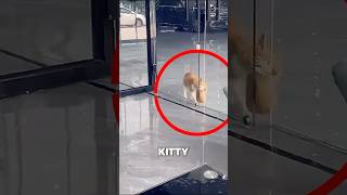 Orange Kitty Visits Lady In Car Dealership 😱