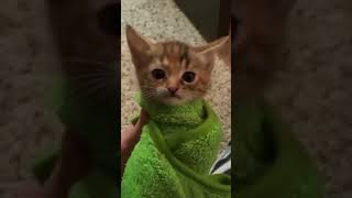 Baby Cat doesn't like to be a Burrito #shorts