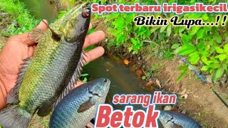 Spot Terbaru irigasi Kecil Pingir Sawah...!! Ikannya mantap-mantap tarikanya....!!