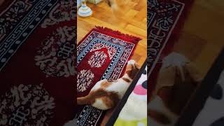 Cat playing video 😍 #shorts  #viral