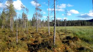 Де росте морошка в Швеції. Власні спостереження.