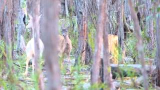 Close up with white doe and fawn