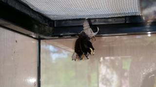 First video I captured Mourning Cloak hatching