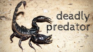 scorpions-primitive predators of the earth | Hostile Planet