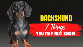 Dachshund Adoption: What You Need to Know Before Bringing One Home | Dogs Genesis