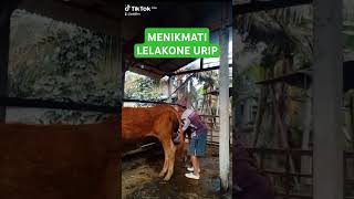 BERSIHKAN KANDANG SAPI