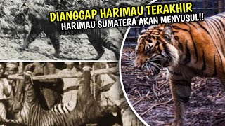 Satu-satunya Harimau Endemik Yang Tersisa, Harimau Sumatera Hampir Susul Nasib Harimau Jawa!