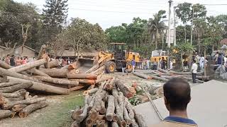 powerful wheel loader | How many tree trunks were removed alone? Everyone was surprised