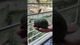 Boost Energy while Travelling | Overcome Tiredness with benefits of Avocado | Nature's Box