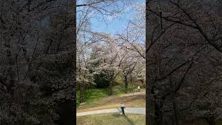 Cherry Blossom in Jeonju South Korea