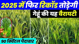 Gehu ki Best Variety | gehu ki new variety | Pusa Tejas gehu🌾Wheat top variety, Hi-8759 पूसा तेजस