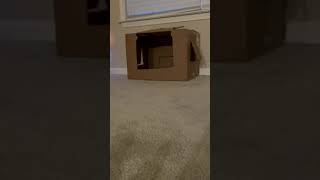 Bunny hopping and zooming