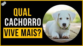 QUAL RAÇA DE CACHORRO VIVE MAIS? I DADOS CURIOSOS