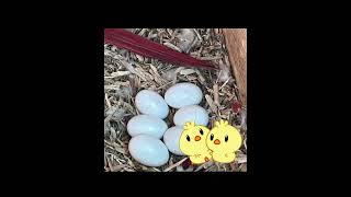 Baby conure parrot eggs hatched baby chicks 🐣🐥💚